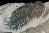 Bargain, Crotalocephalina Trilobite - Foum Zguid, Morocco #87943-3